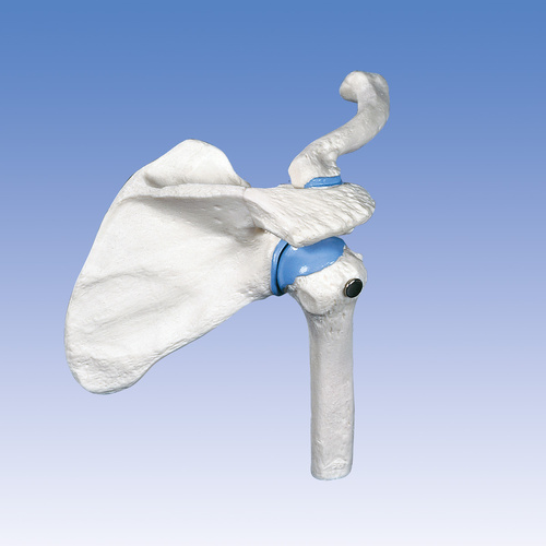 Anatomical Model- Mini Shoulder Joint 