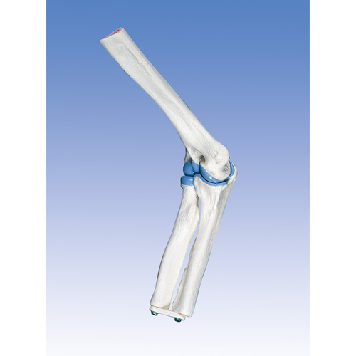 Anatomical Model- Mini Elbow Joint