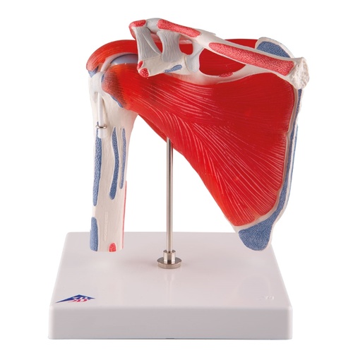 Anatomical Shoulder Joint with Rotator Cuff - 5 part Model
