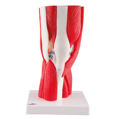Anatomical Model-  Knee Joint Model with Removable Muscles (12 part)