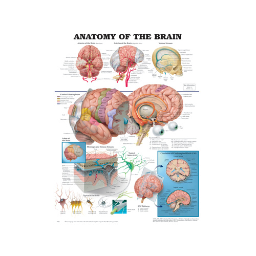 Anatomical Chart- Brain