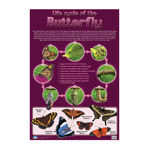 Butterfly, Life Cycle