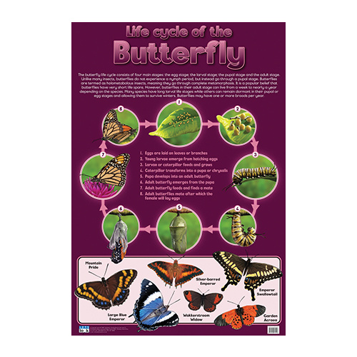 Download Butterfly, Life Cycle - Lets Look