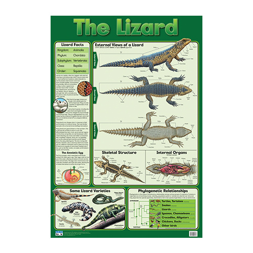 The Lizard