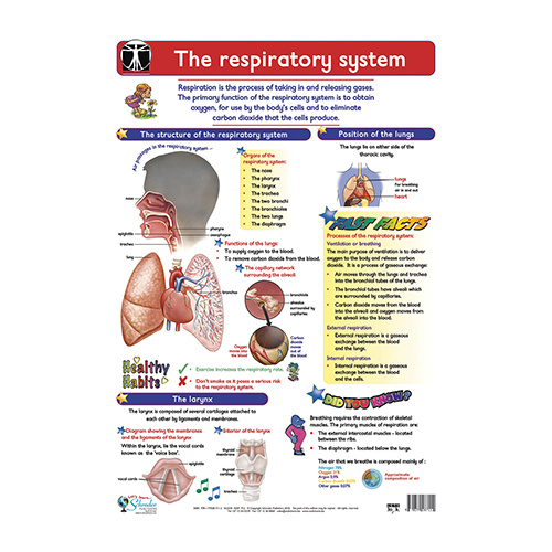 The Respiratory System - Lets Look