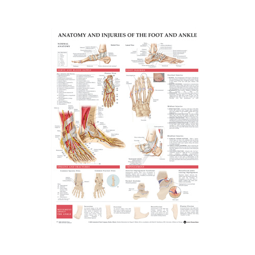 Anatomy and Injuries of the Foot & Ankle Chart