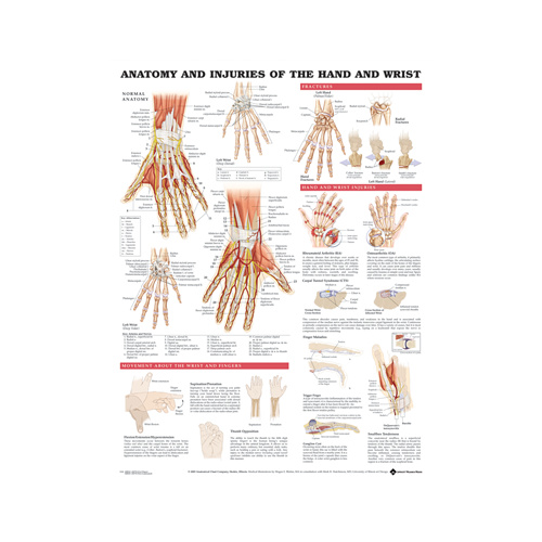 Anatomical Injuries of the Hand and Wrist Chart