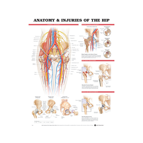 Anatomical Injuries of the Hip Chart