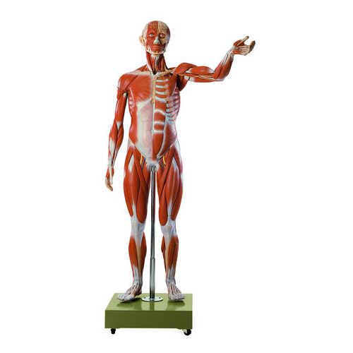Anatomical Male Muscle Figure 