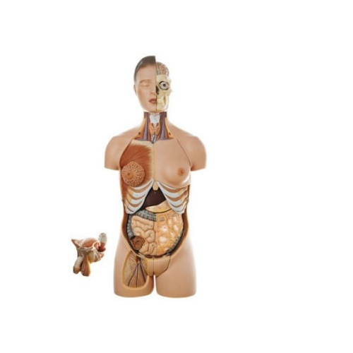 Torso