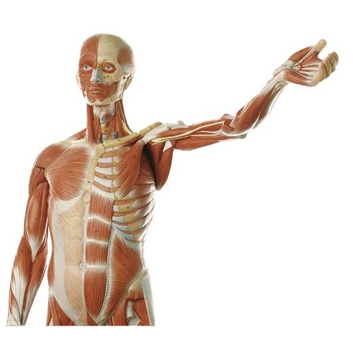 Anatomical Male Muscle 