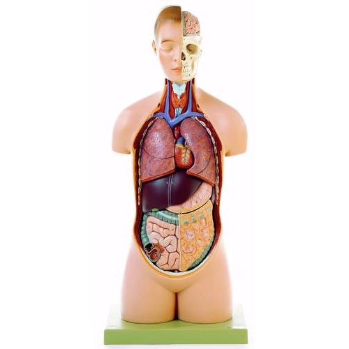  Torso