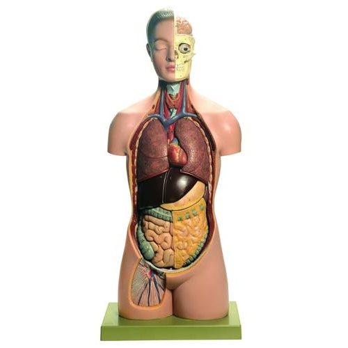 Anatomical Torso Young Man With Head