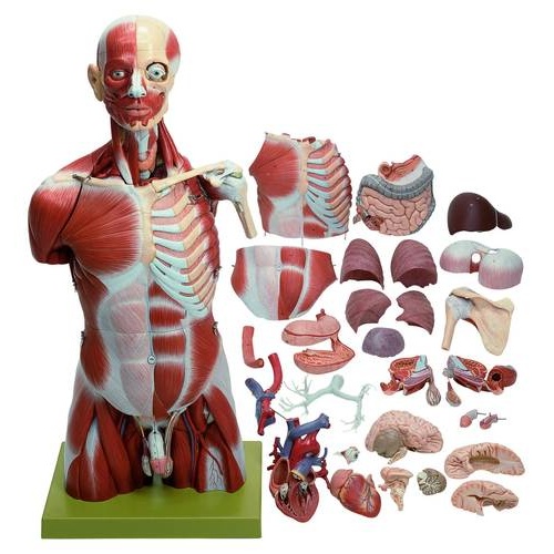 Anatomical Muscular Torso With Head