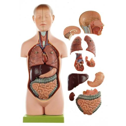 ANATOMICAL SMALL TORSO YOUNG MAN W HEAD