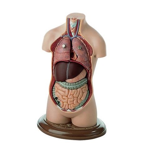 ANATOMICAL SMALL TORSO YOUNG MAN NO HEAD MODEL
