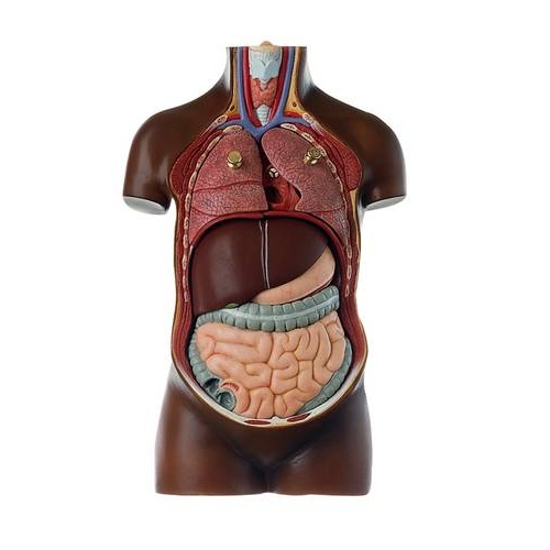 Anatomical Torso Young Man No Head 