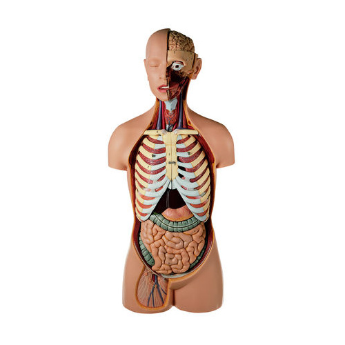 ANATOMICAL MALE TORSO W HEAD 15 PARTS