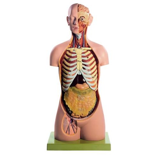 ANATOMICAL MALE TORSO HEAD -OPEN BACK PARTS