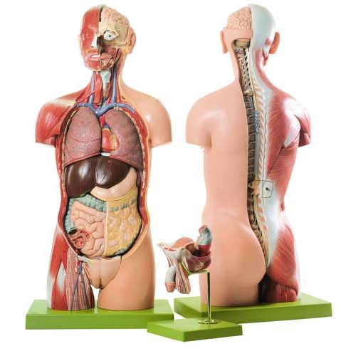 ANATOMICAL TORSO MUSCULAR WITH HEAD OPEN BACK 