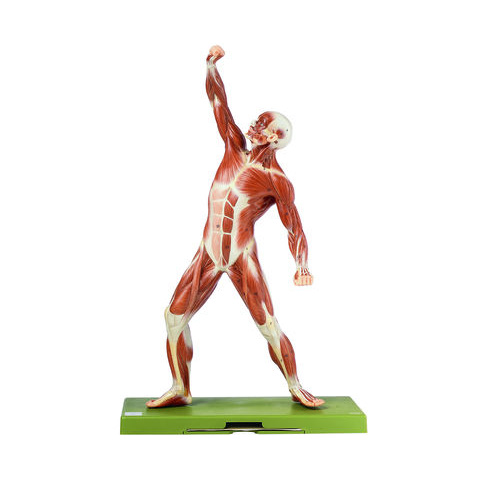 Anatomical  Male Figure Model