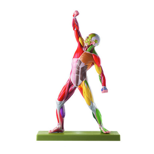 Male Muscle Figure with Colour Coding