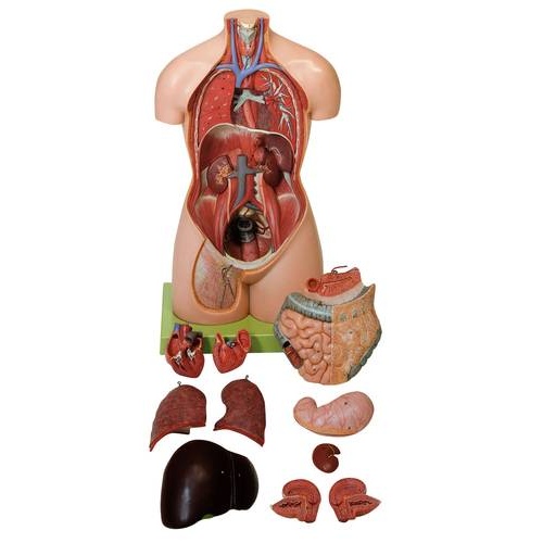 FEMALE TORSO WITHOUT HEAD