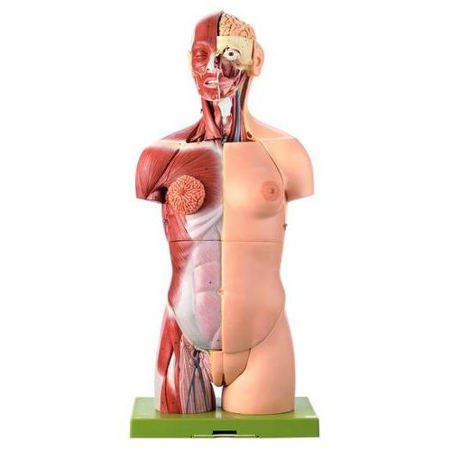 FEMALE TORSO WITH HEAD