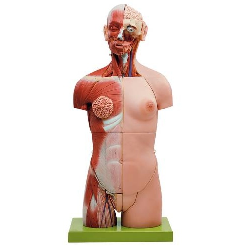TORSO  MUSCULAR WITH HEAD OPEN BACK