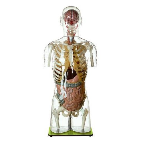 TRANSPARENT TORSO WITH HEAD