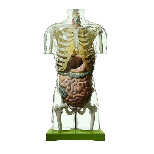TRANSPARENT TORSO W/OUT HEAD