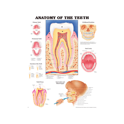 Anatomical Chart -Teeth