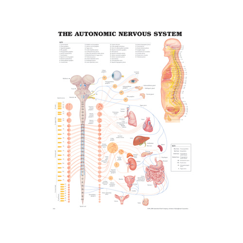 Nervous System Body Chart
