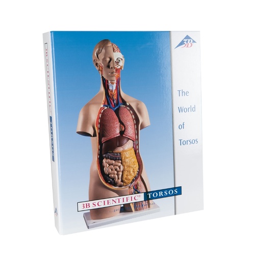 Anatomical Models for 3B Torso Teaching Guide