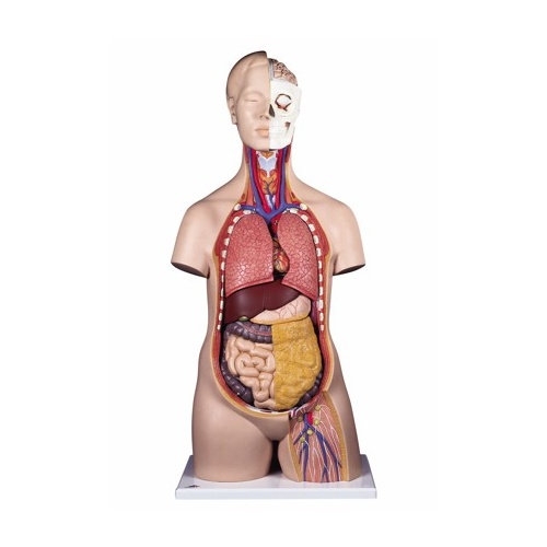 Anatomical Standard Torso (12pt)
