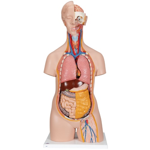 Sexless Torso with Head (14pt)