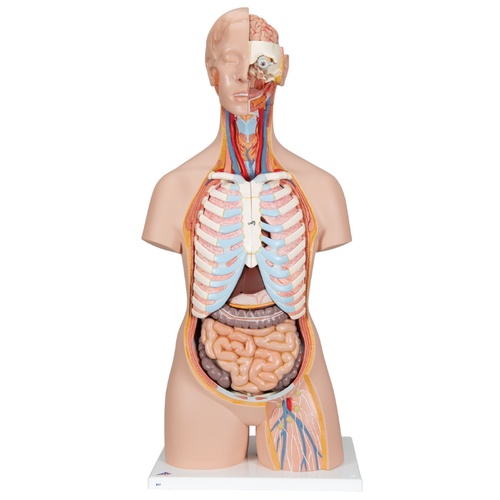 Torso with Open Back (21pt)