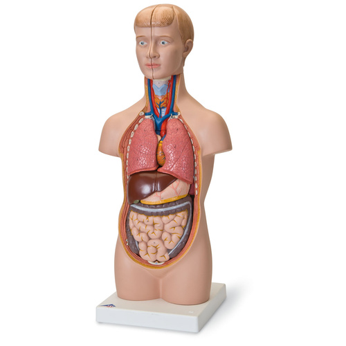 Anatomical Model- Mini-Torso, 12-part