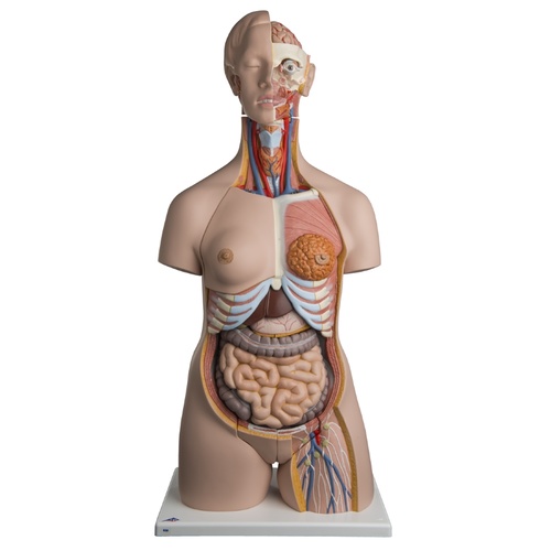 Deluxe Torso with Male/Female Organs (24pt)