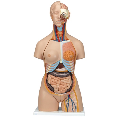 Torso with Open Back and Male/Female Organs (28pt)