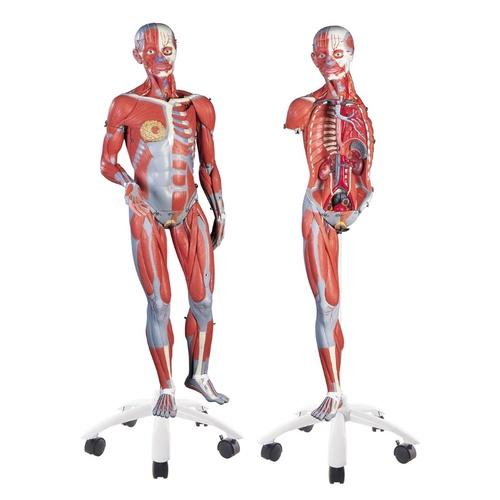 Anatomical Model- 3/4 Life-Size Female Muscle Model on a metal stand without internal organs, 23-part