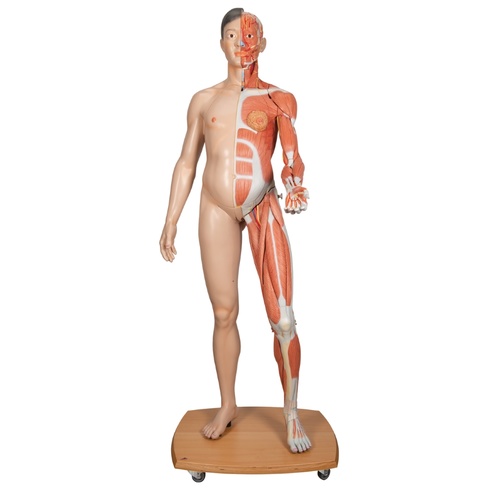Anatomical Model- Life-Size Dual Sex Asian Human Figure, 39-part