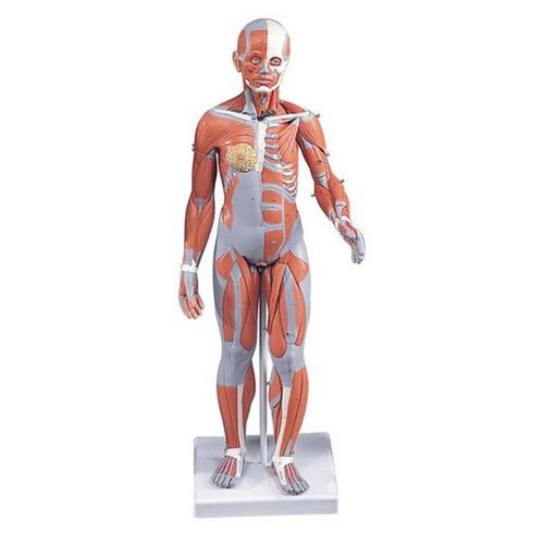 Anatomical Model- 1/2 Life-Size Complete Female Muscular Figure, 21 part Without Internal Organs