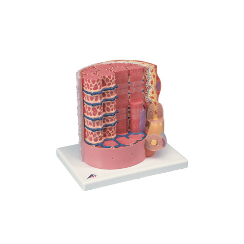 Anatomical Muscle Fibre Model