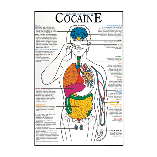 Harmful Effects of Cocaine