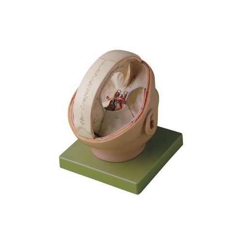 Proportions of the Dura Mater