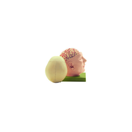 Base of the head