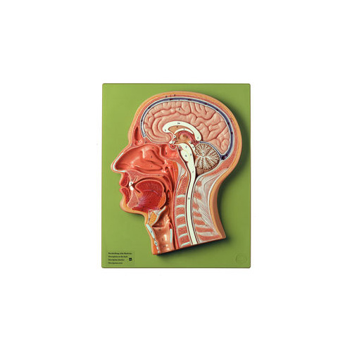 MEDIAN SECTIONOF THE HEAD
