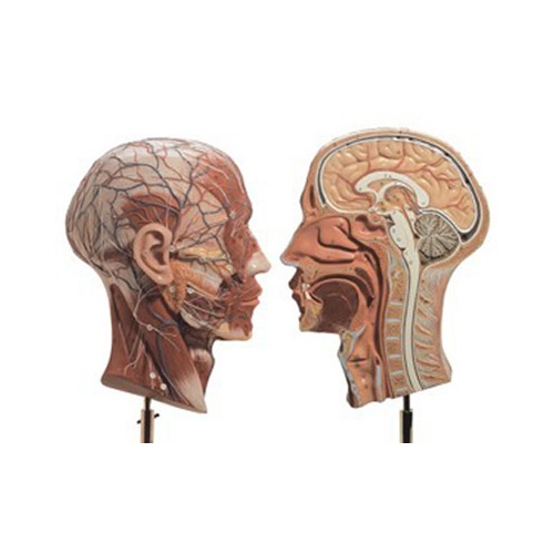 Half of the Head