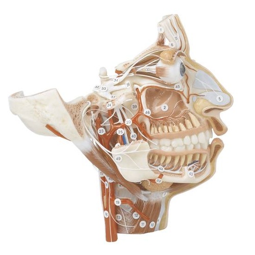 Nerves and Blood-Vessels on the Facial Skull